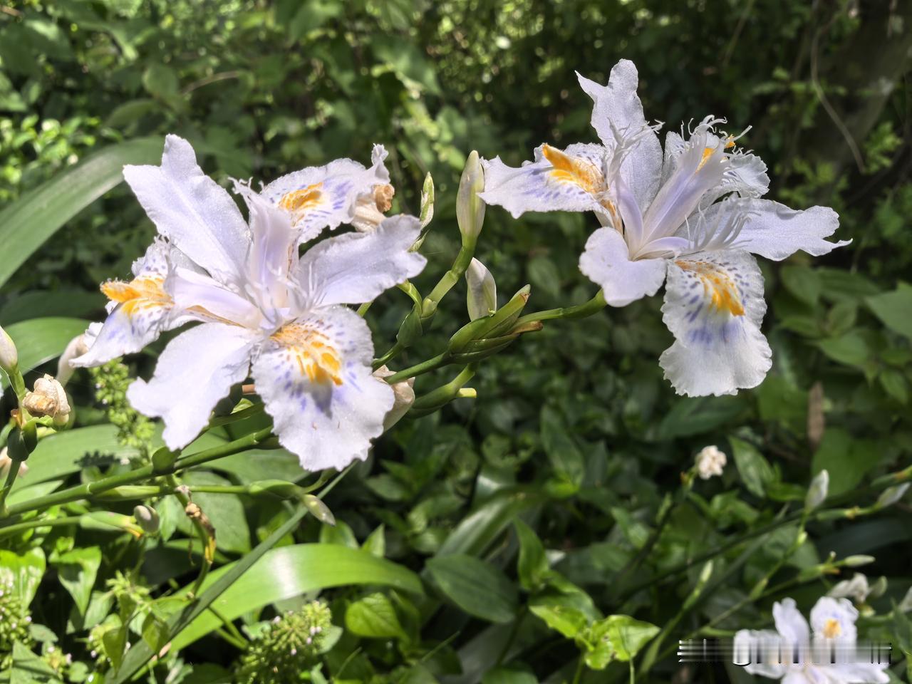 哈哈！被头条打入冷宫不是一天两天了。作品审核老通不过是一回事，发个置顶评论也被屏