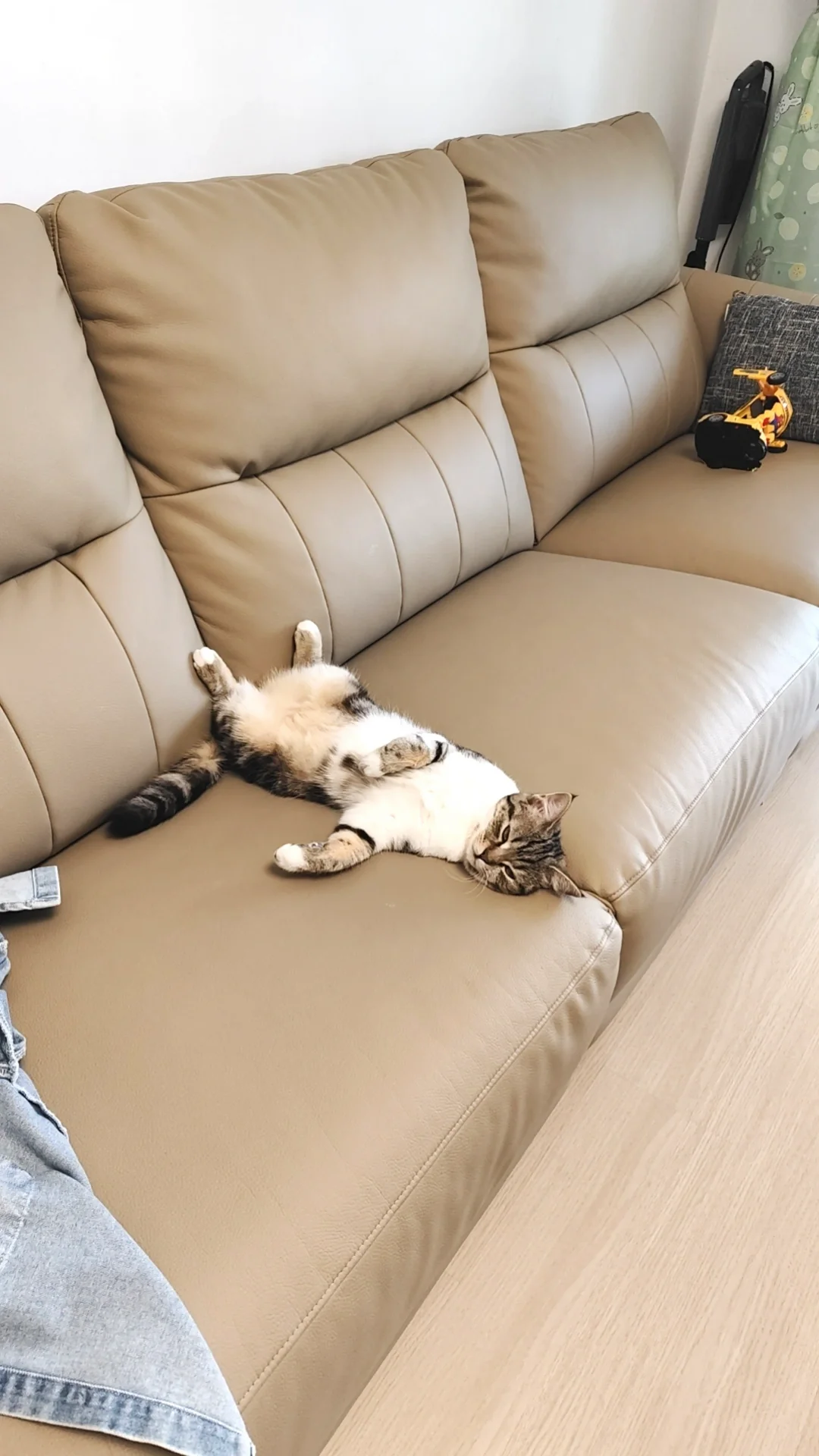 流浪猫开始翻肚皮睡觉了代表什么
