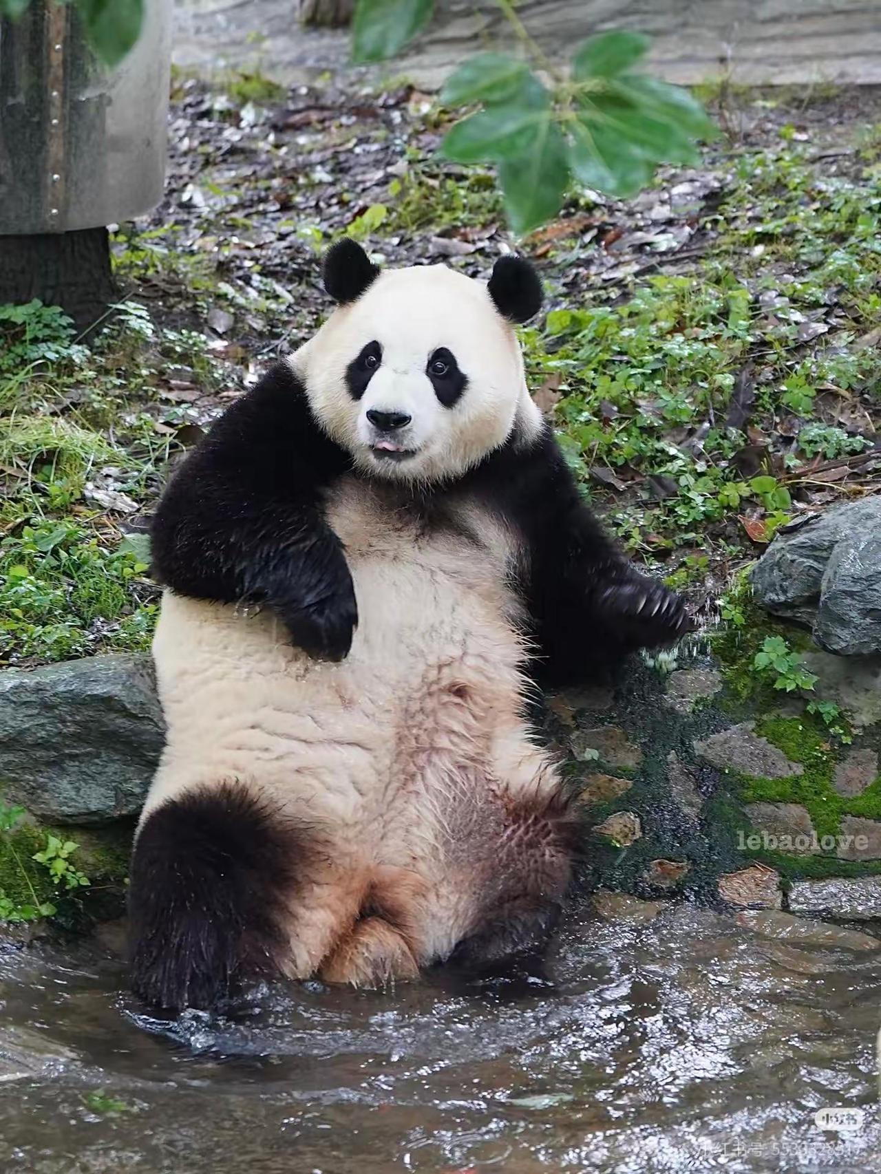 古灵又精怪，太好看了吧，宝
