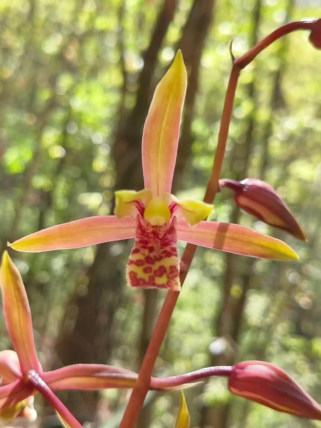 山间偶遇的兰花总能带来惊喜，翠绿的叶片搭配淡雅的花朵，就像大自然随手泼墨的清新画