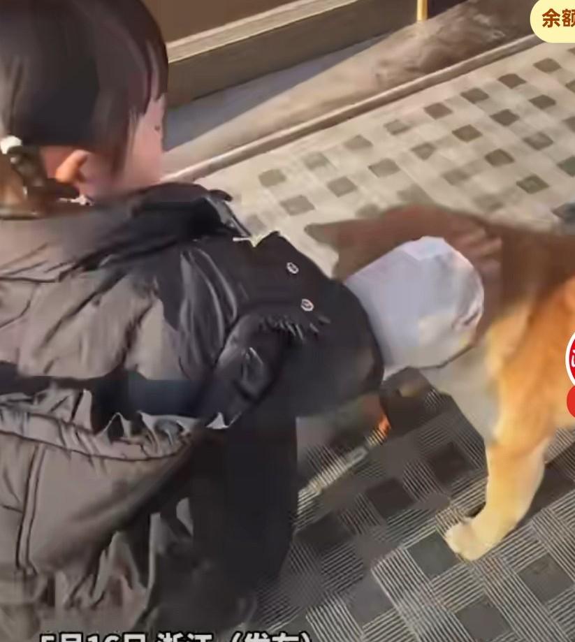 宝宝准备抚摸，正在吃鸡爪的柴犬，妈妈担心会被狗狗咬，对宝宝说不要摸它，
小心它咬