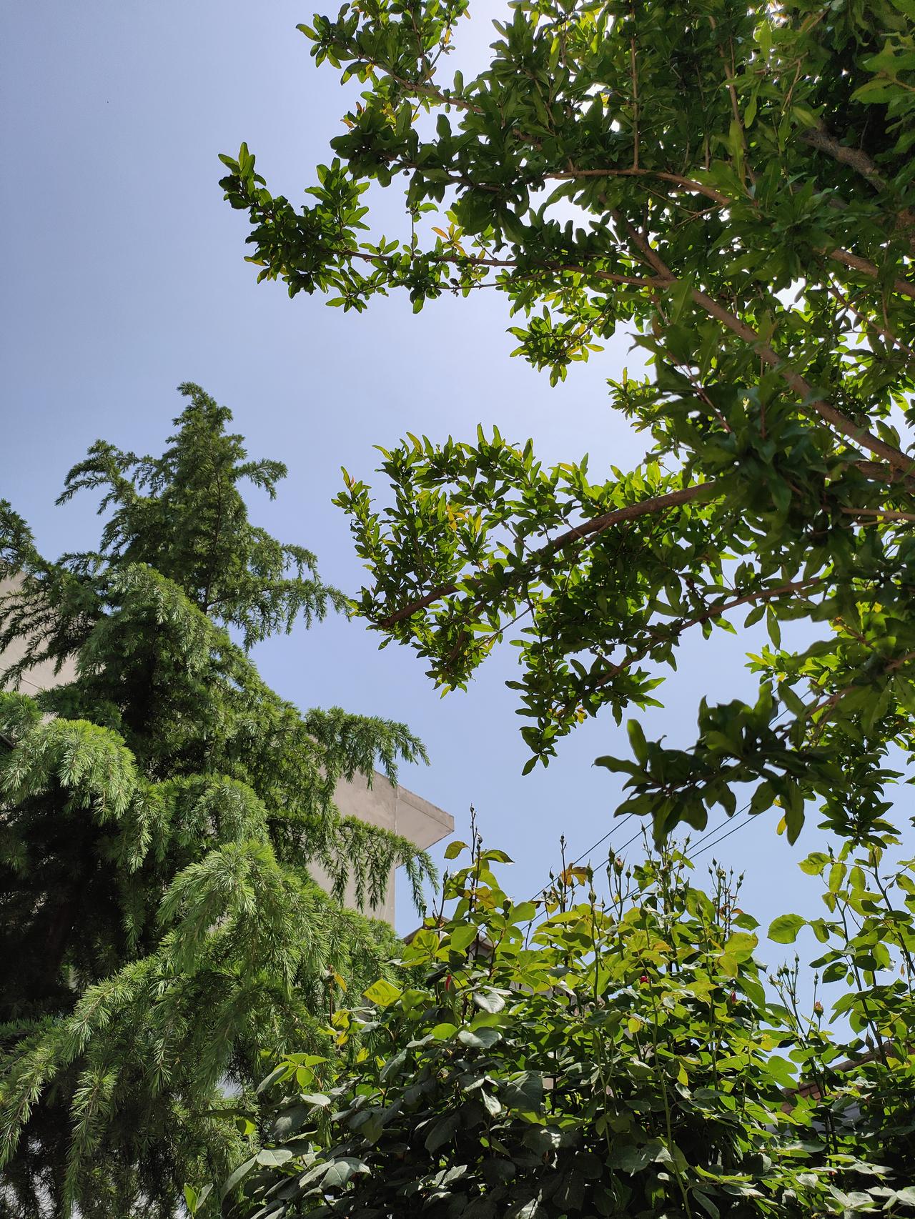 随手拍张照抬头撞见满眼的绿，阳光穿过枝叶，在风里晃出细碎的光斑。日子和这绿意一样