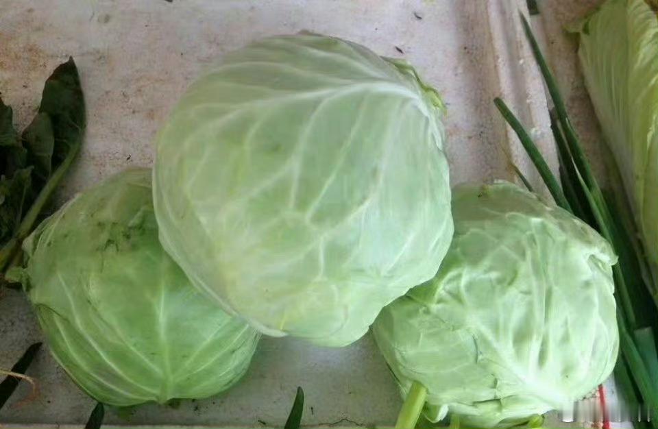 这个菜在你们那叫什么？
