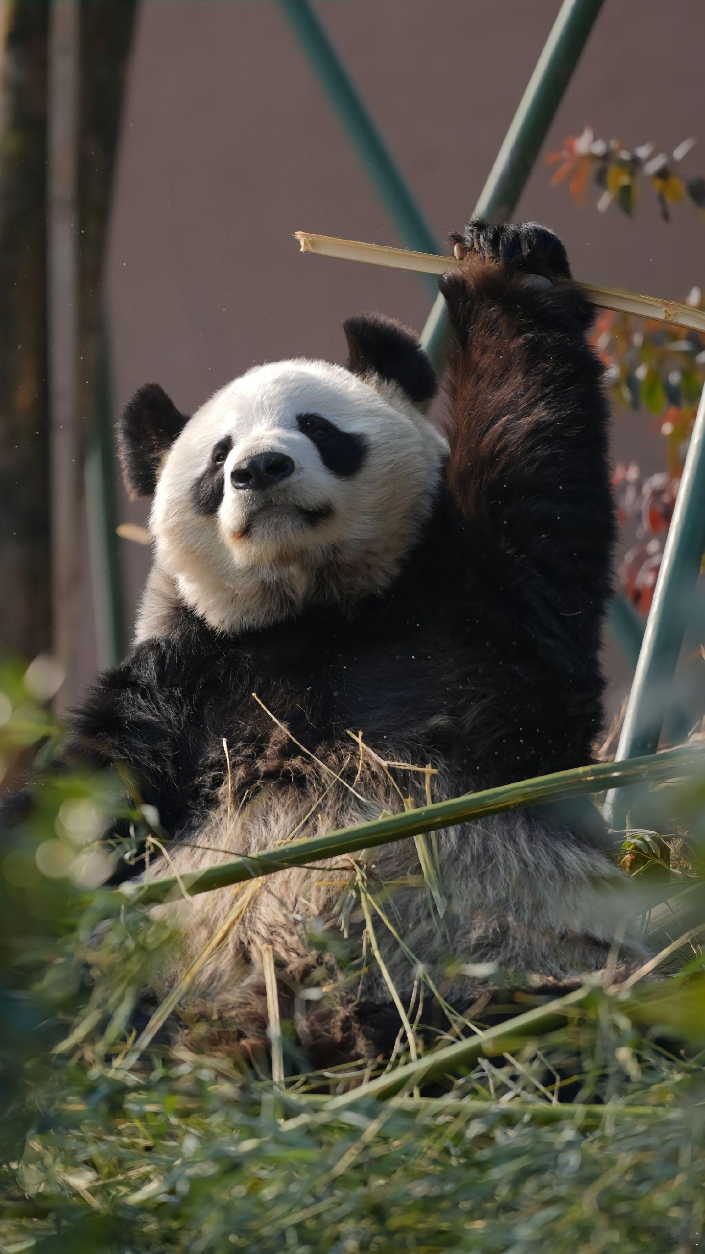 晴晴是唯一一个在妈妈肚子里呆了三百多天的大熊猫，所以有了个外号哪吒 