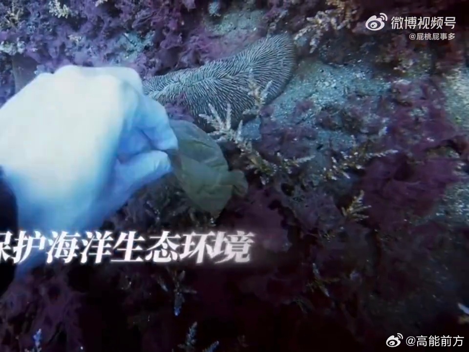 姚琛在巴厘岛深潜拍到海狼风暴 多少潜水爱好者心心念念的终极景观，被姚琛在巴厘岛深