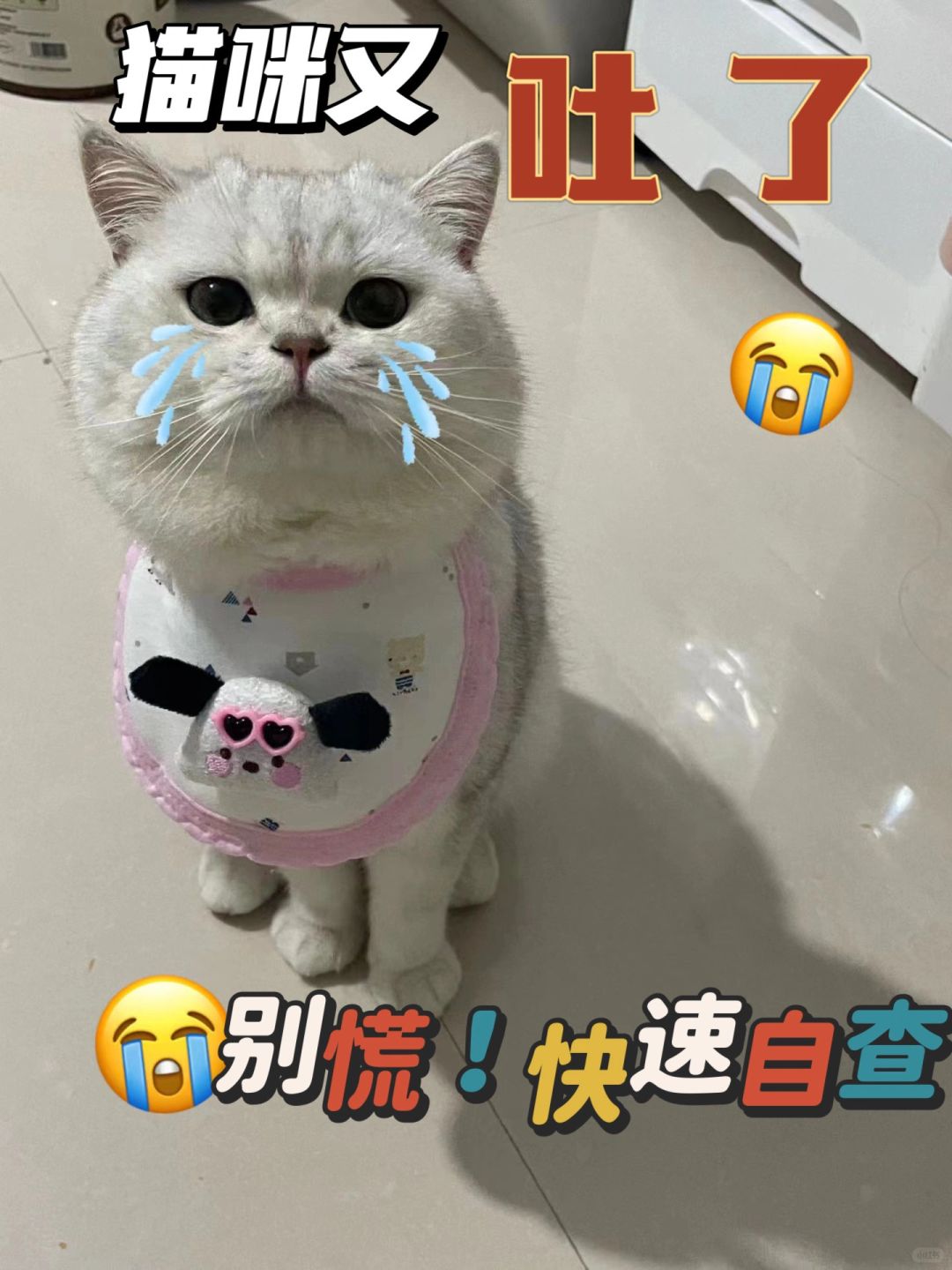 猫咪呕吐不要怕！！！