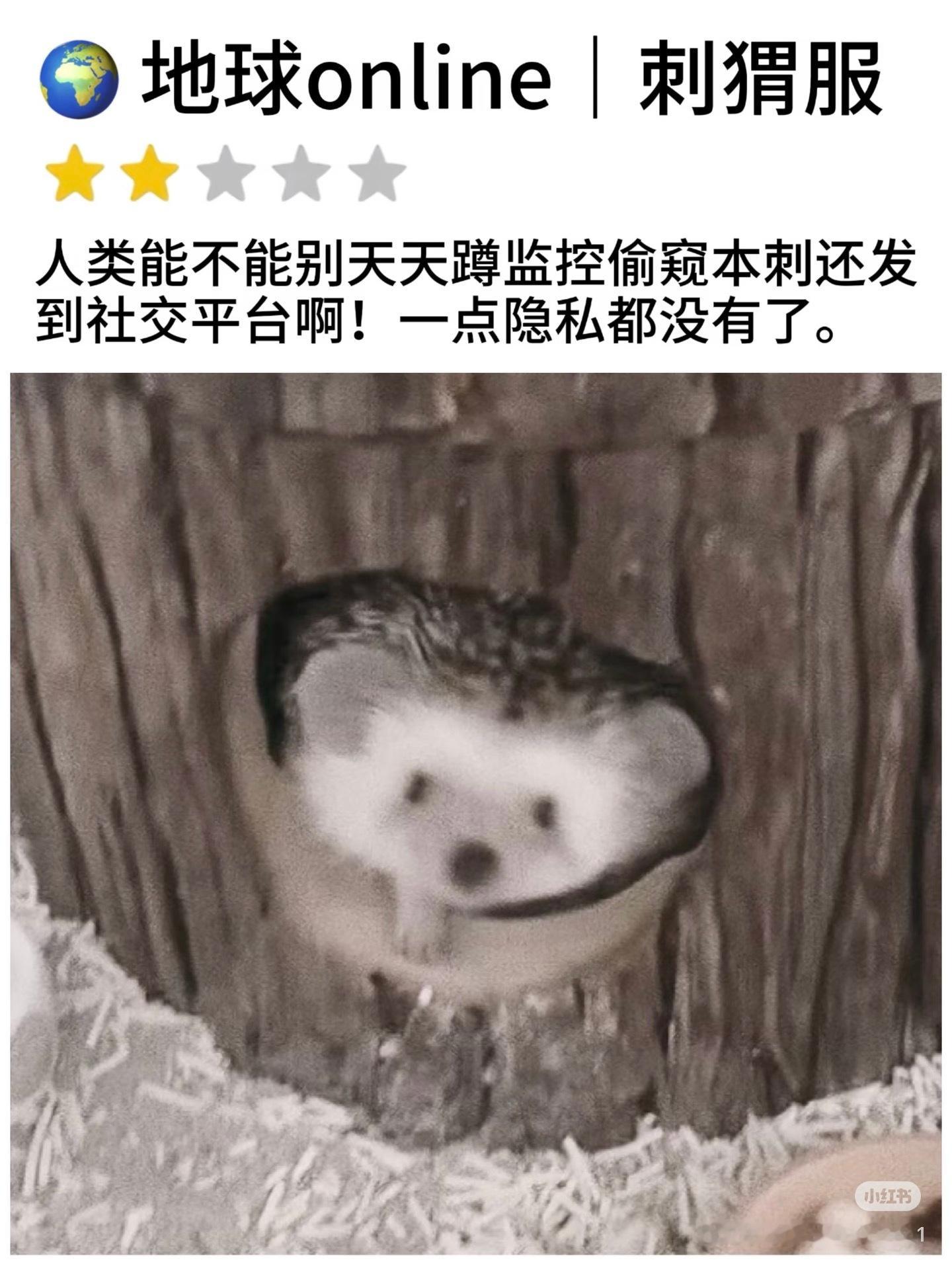 那谁说给汪家人和那群发猫（洗脸）片的人 