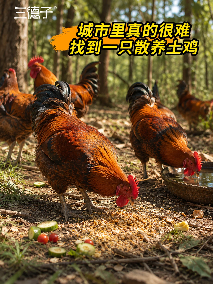 城市里想吃到一只真正的散养土鸡，太难了