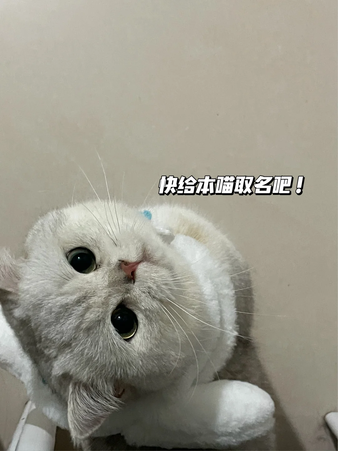 软乎乎银渐层，取名简直太适配！