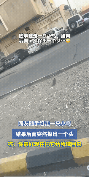白猫:到嘴的肉飞了，你这个老登儿，是人干的事吗？你知道我蹲了多久吗？你清高！你了