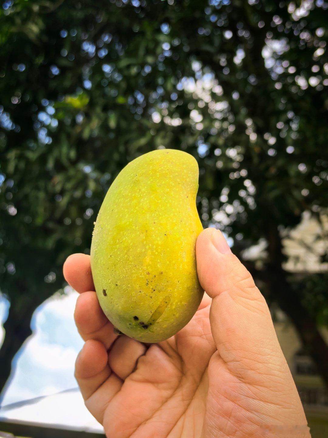 Amy同学今天来福州，我怎么也要尽一下地主之谊——必须出去给她捡一个芒果🥭给她