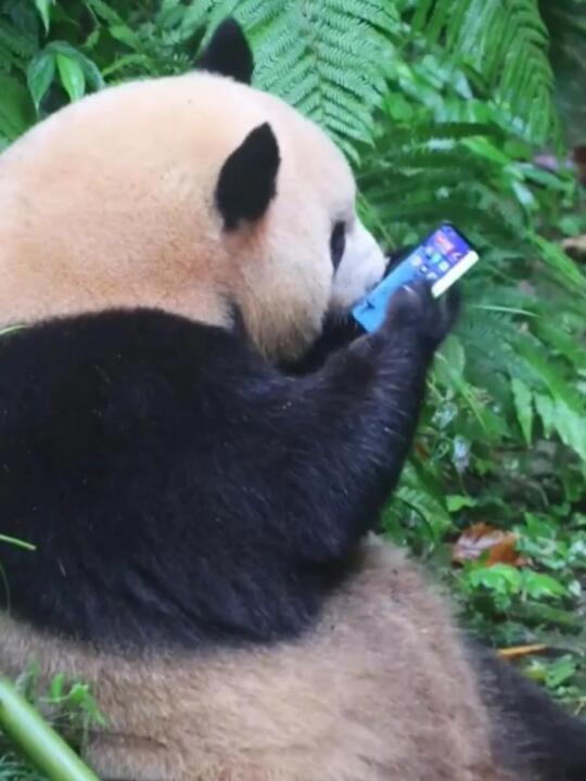 这是哪只大熊猫啊，为什么会有手机玩😂