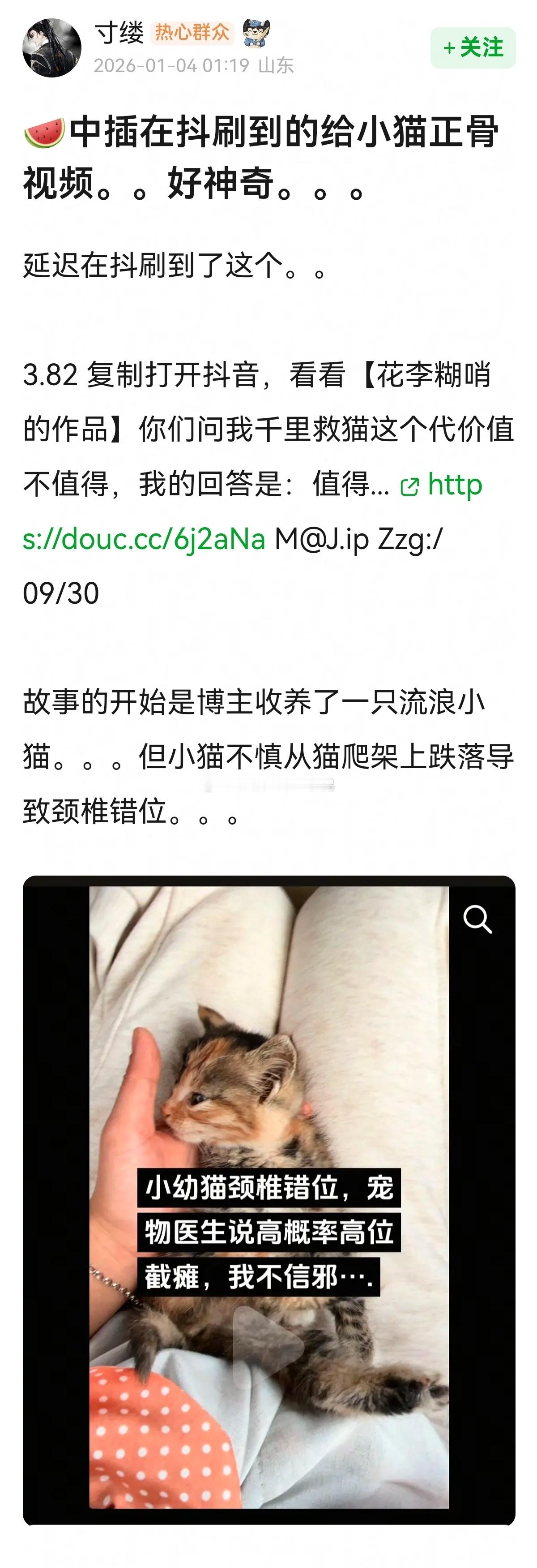 抖刷到的给小猫正骨视频，好神奇~