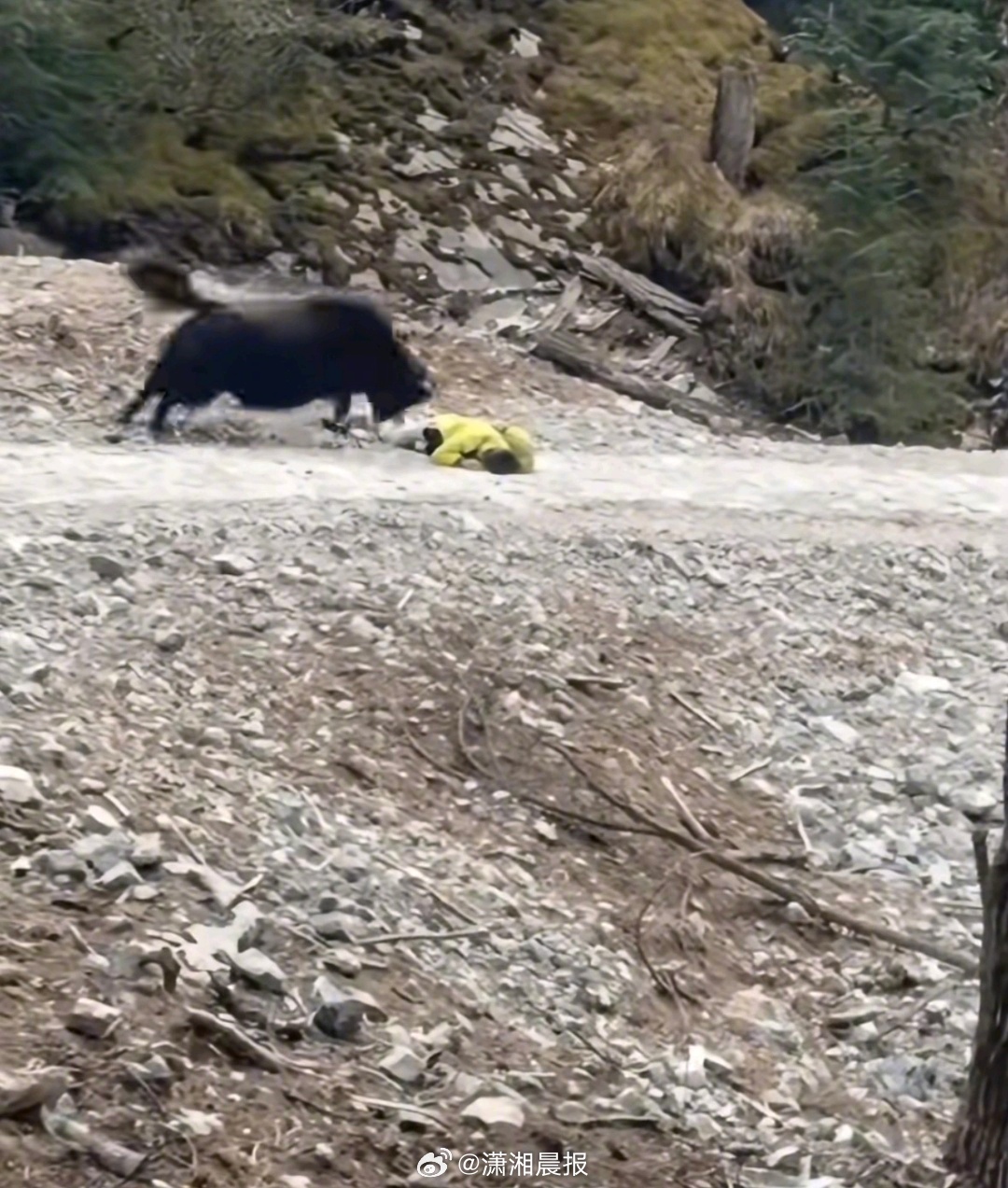 【#网友称扎尕那景区有牦牛顶人后踩人#，#官方回应扎尕那景区牦牛伤人事件#：已及