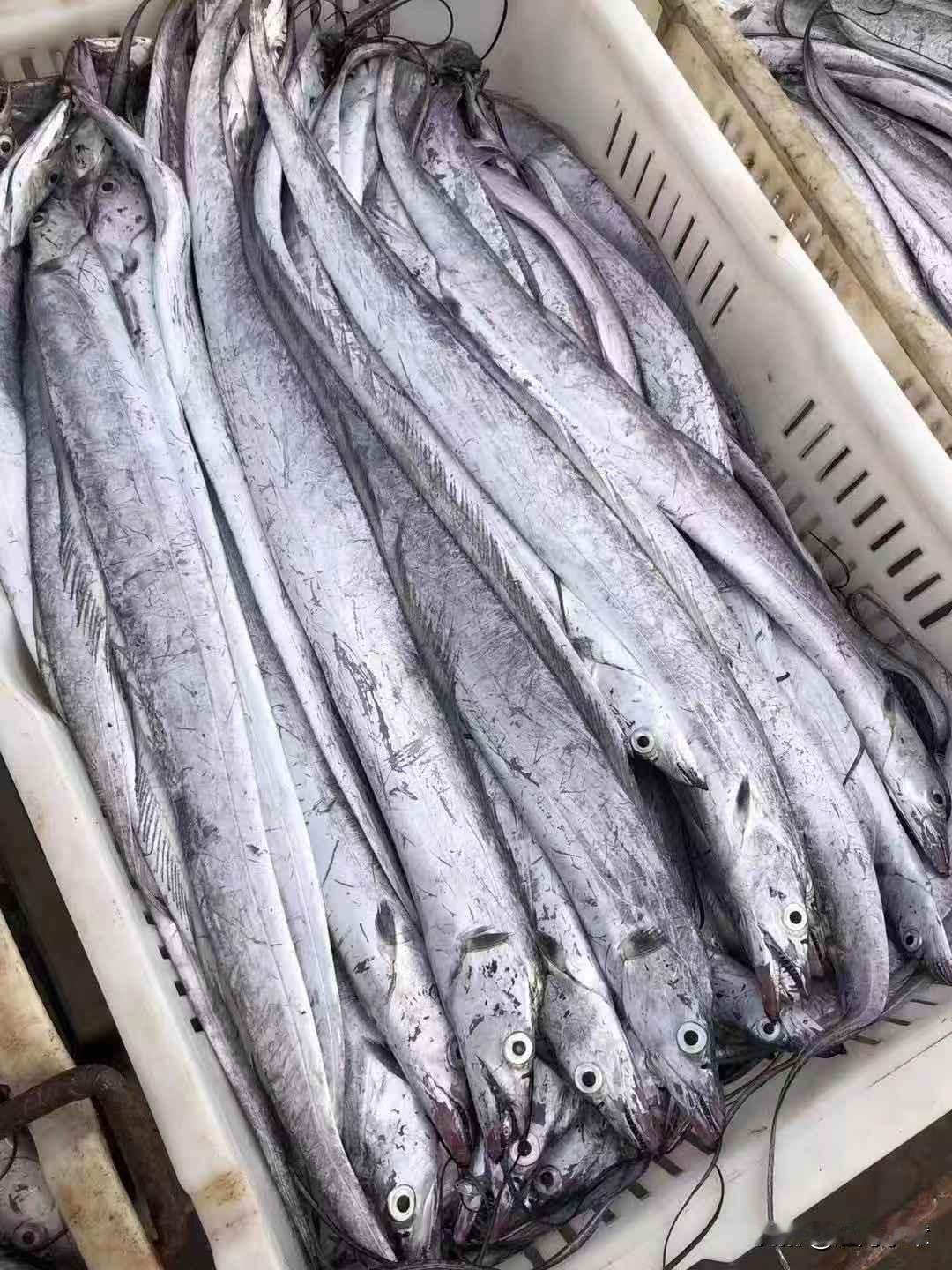 日照本地的黄海带鱼哦！价格美丽，自家大船每天下海现拉哦！确保新鲜，想要的抓紧联系