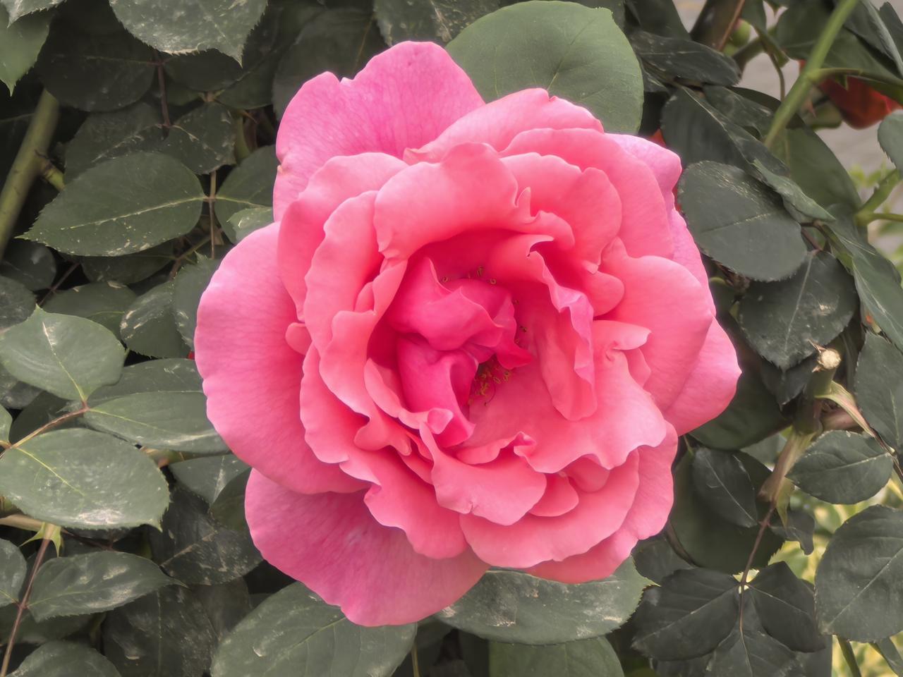 月季花开了

[玫瑰][心][心]
月季花开，那抹嫣红真如诗中所写，是枝头最热烈