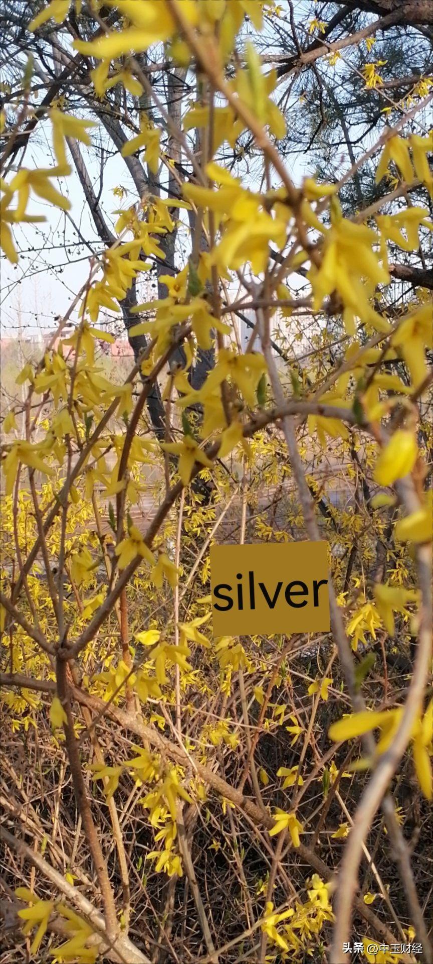 有没有漂亮的花朵图片吗这种花聚集成金黄色，起来也是另一种美，但是它的药用价值还是