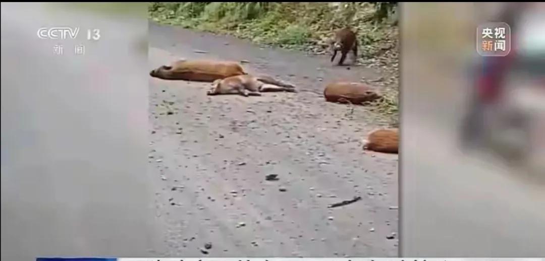 《野猪闯祸！动车机械师不幸遇难，敲响安全警钟》
就在10月27日那个看似平常的傍
