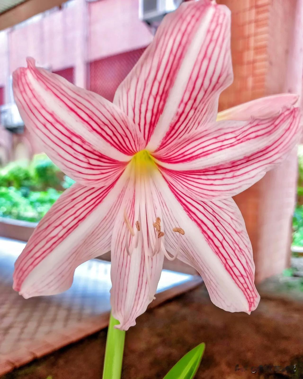 南非孤挺花植物，
白肋孤挺花🌷🎄