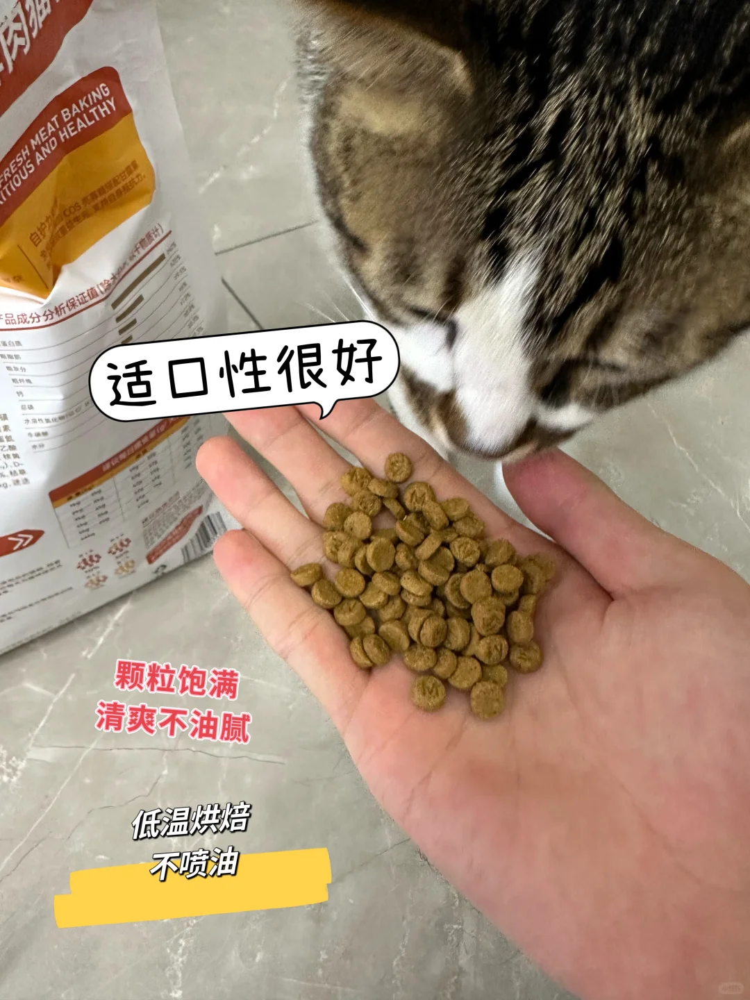 新手养猫别错过！这么好用的猫粮很难不爱！