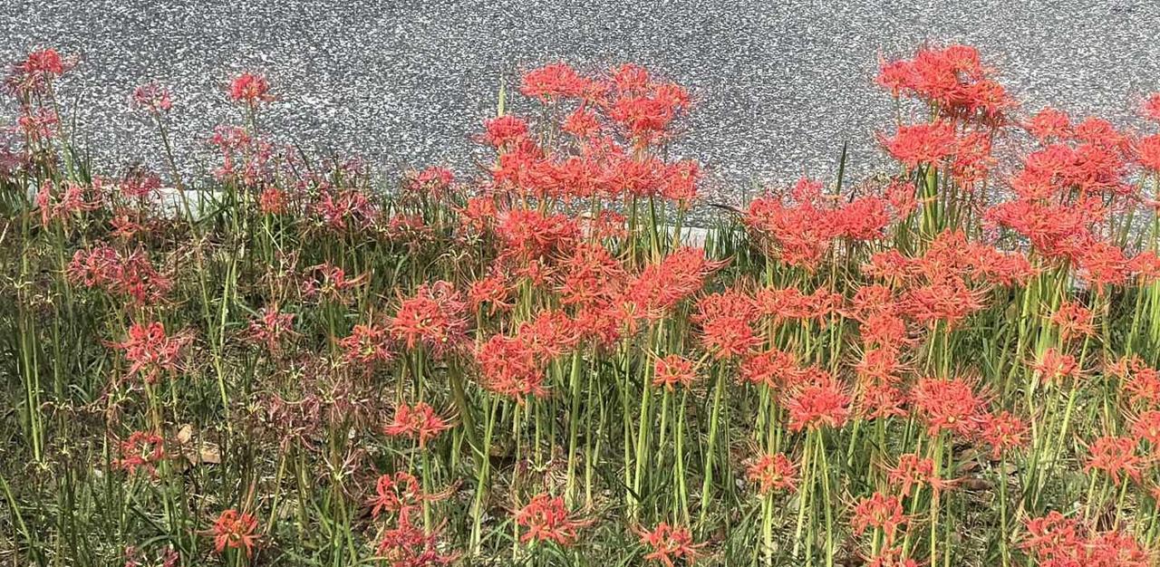 这么多彼岸花，救他一人够不够
[流泪][流泪][流泪]又刀我
莲花楼 成毅 李莲