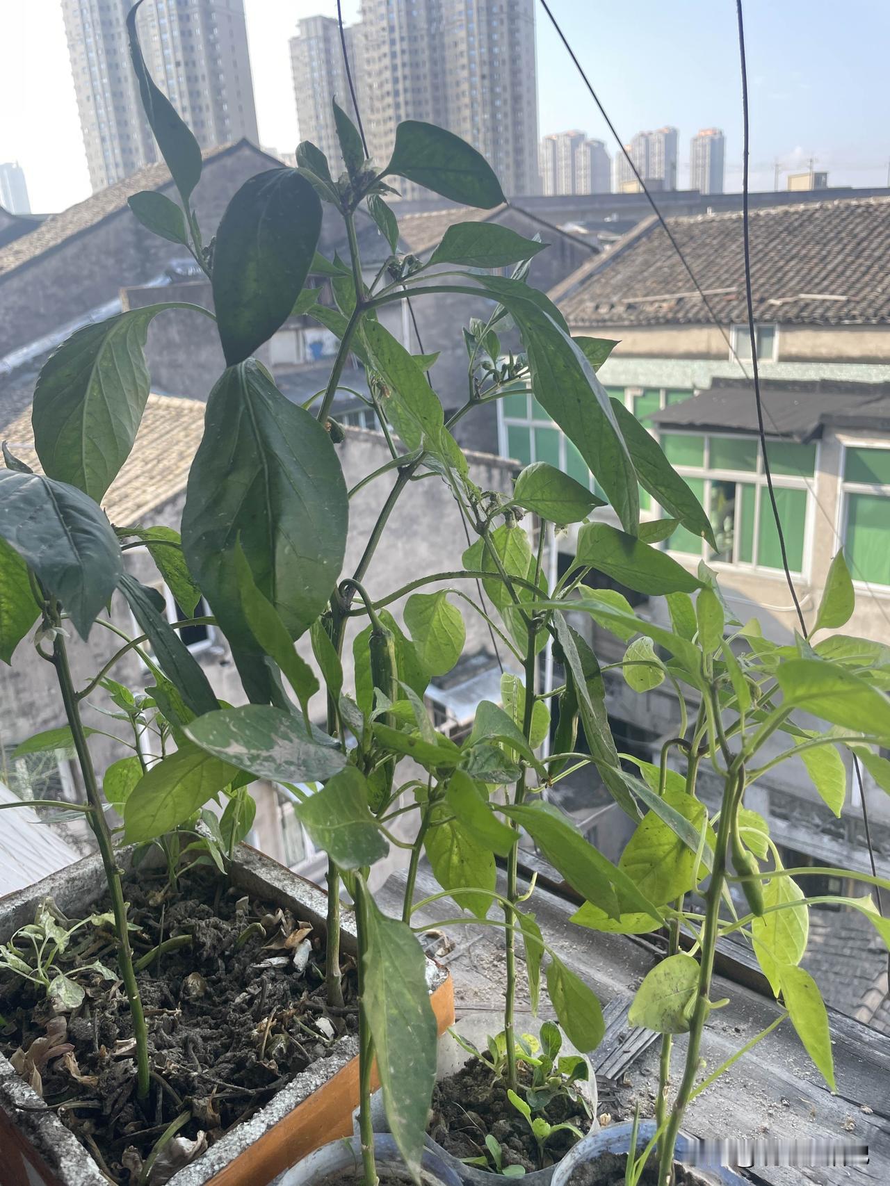 网上买的辣椒苗，已经开花结果了，但是叶片和花瓣上有很多小虫子，网友们有什么好办法