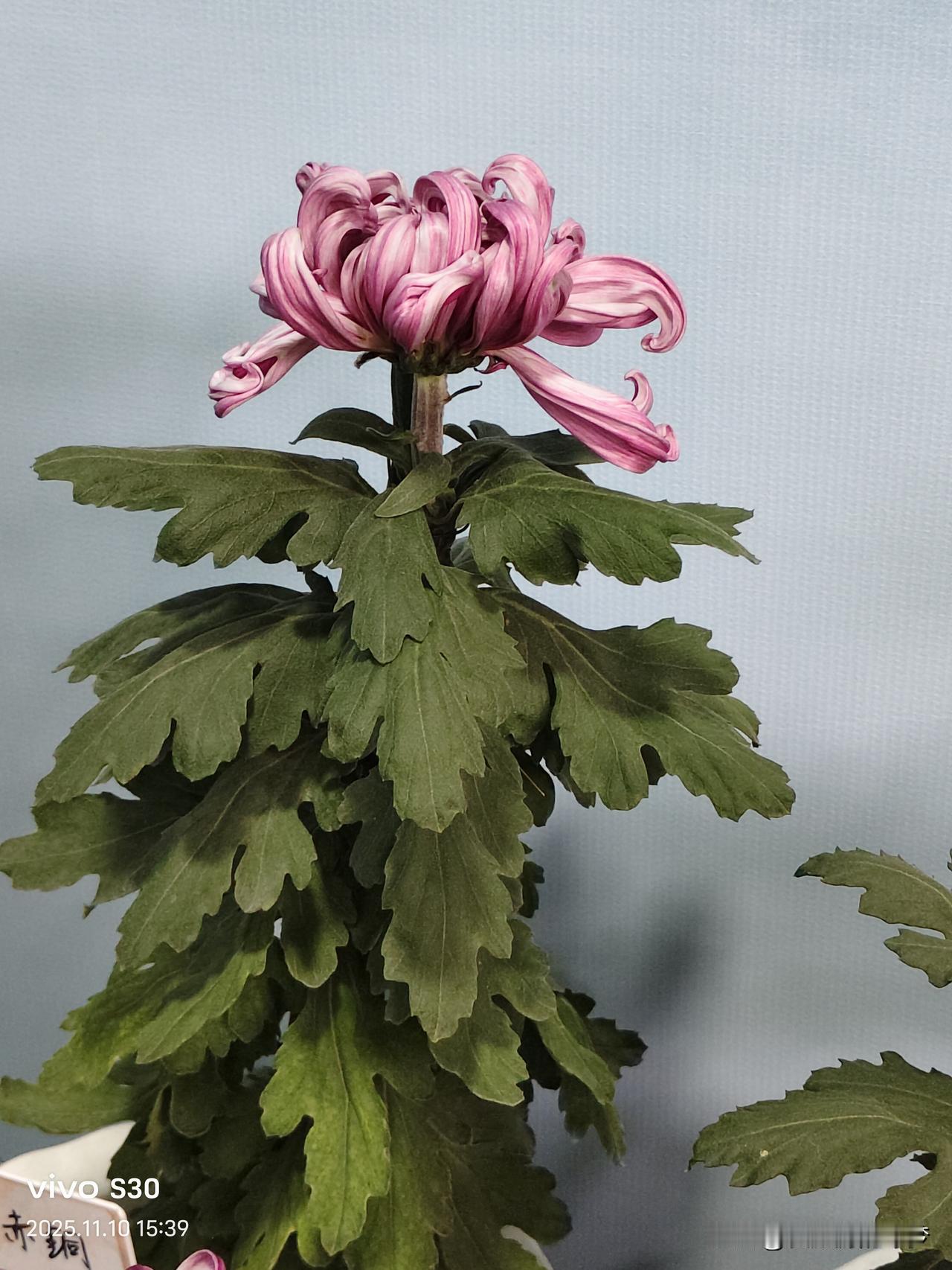 冬日生活打卡季