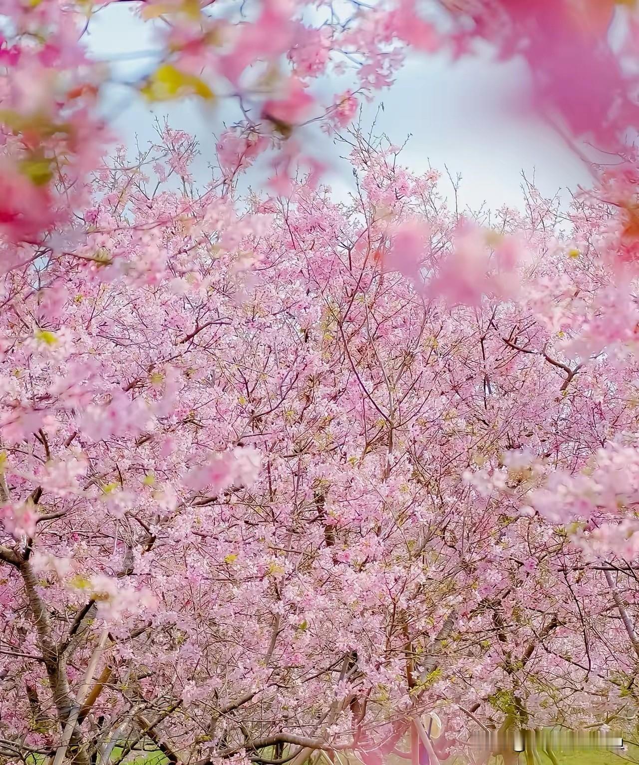 2月的广州藏着个春日宝藏玩法，从万胜围出发1.5小时，华南最大的天适樱花悠乐园正