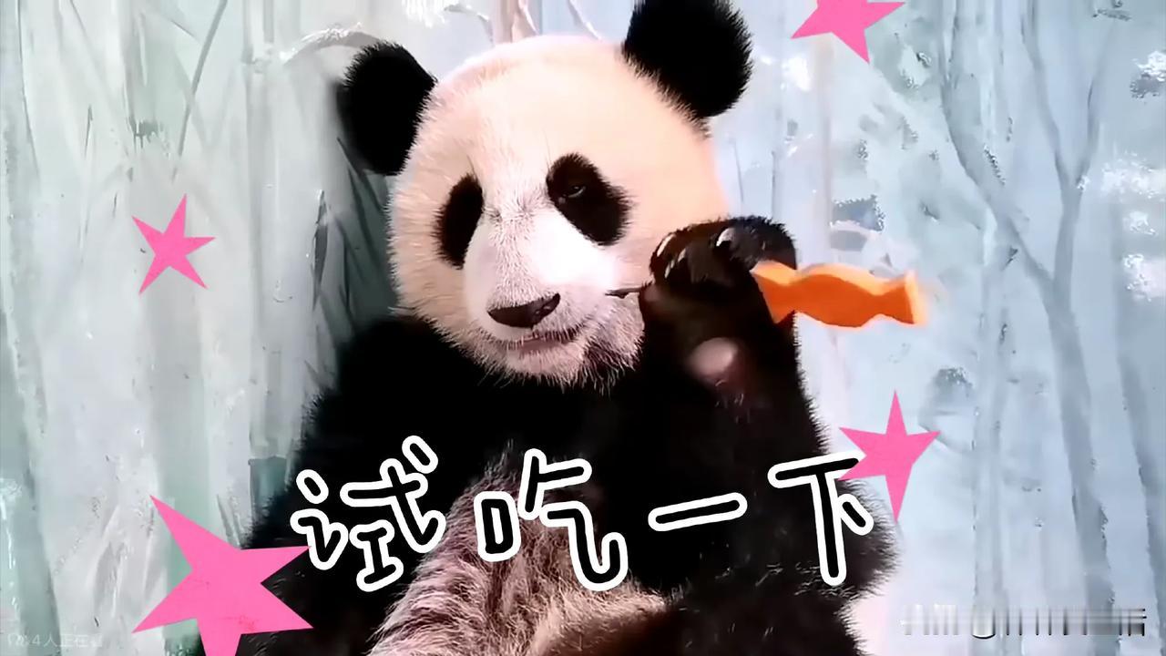 后续，后续，我需要后续。喀秋莎，曾经我以为你可以凭借你的美貌驰骋熊猫界，毕竟是浓
