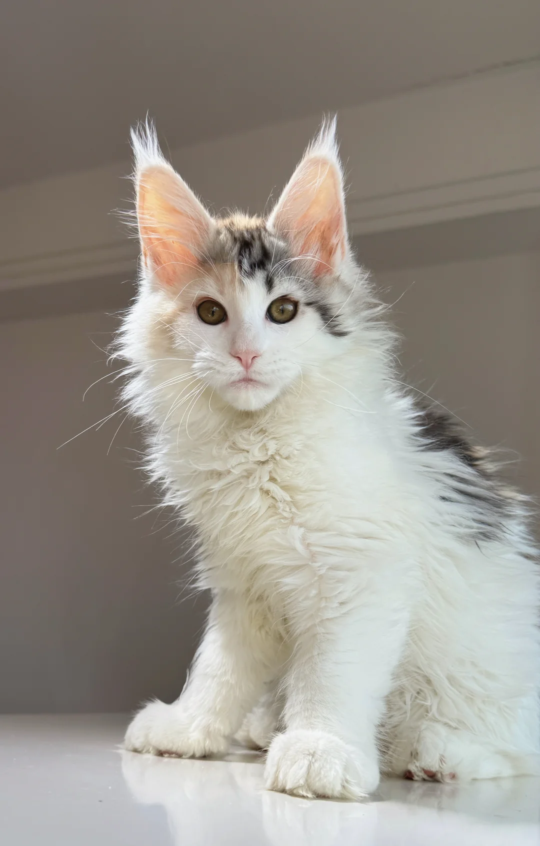 来 给个意见 ！