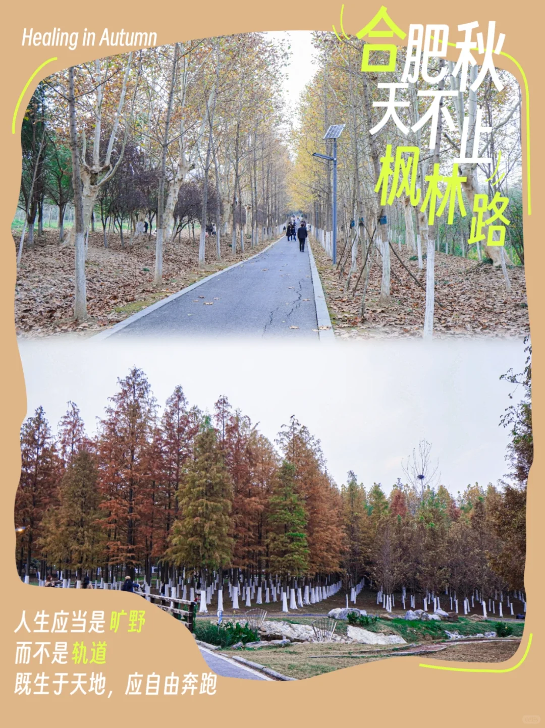 听我的❗别去枫林路，直接去这里🍁特出片