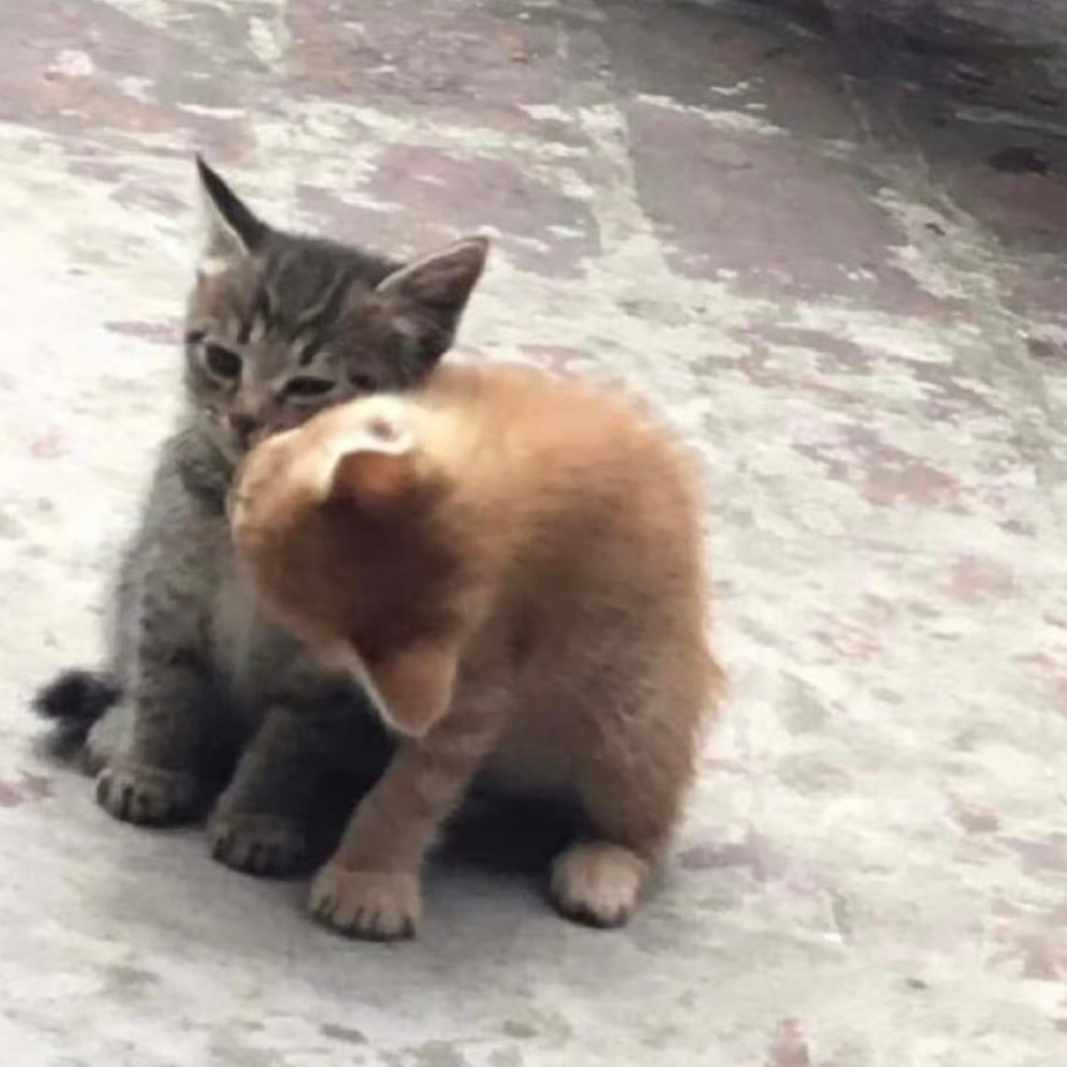 ：你不会没有七杀过吧？