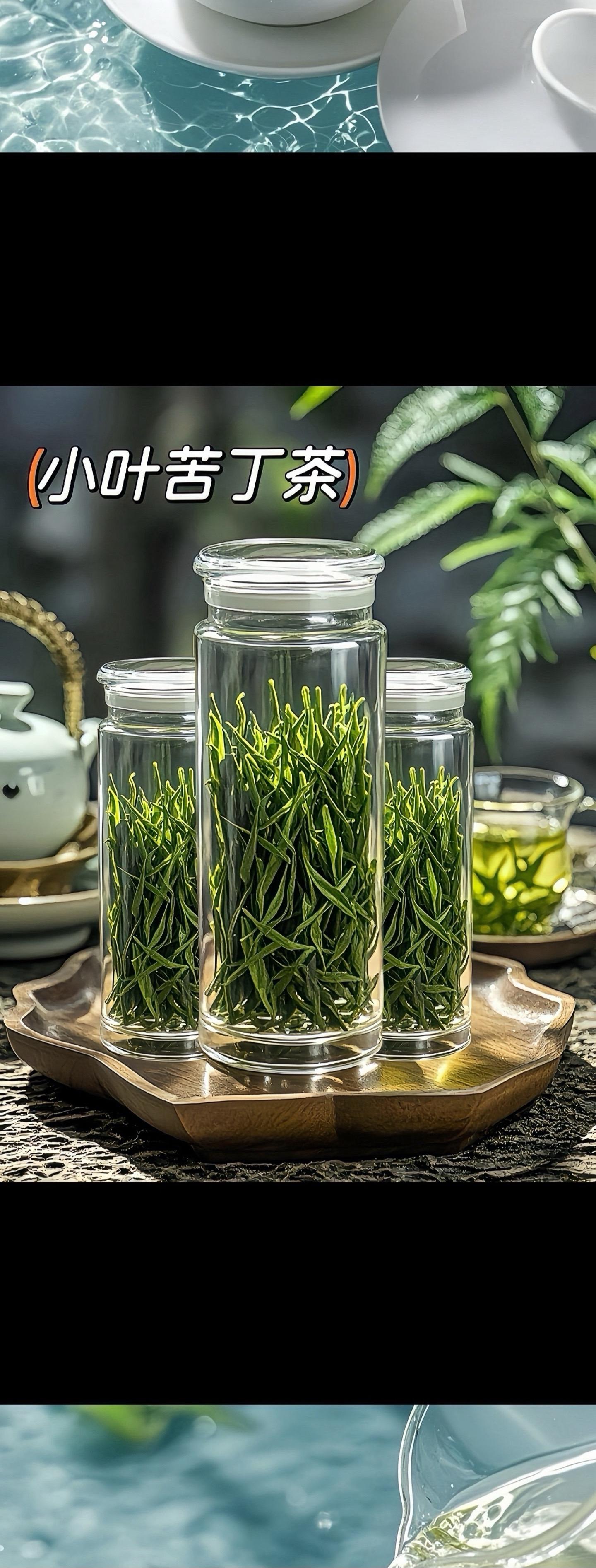 苦丁茶品茶品人生每日一茶