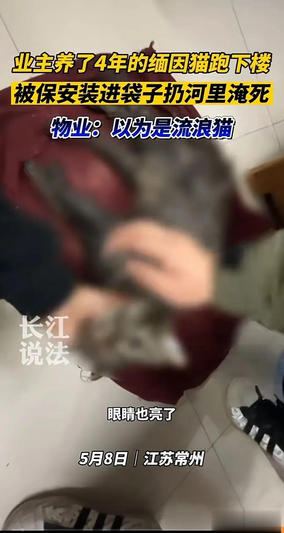 保安把猫装进袋子扔河里淹死，这操作真就有点狂妄自大＋残忍。看的我气愤不已。我认为