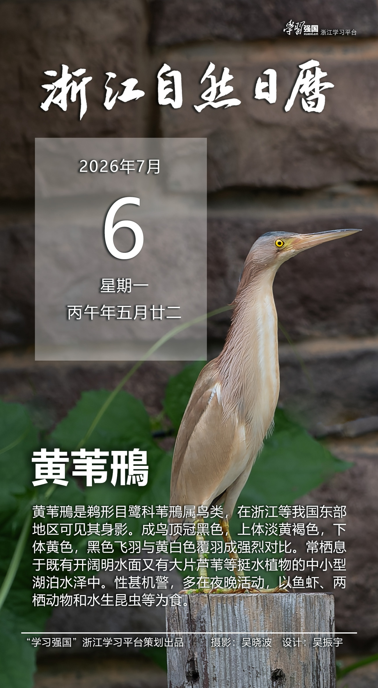 浙江自然日历丨黄苇鳽：伫立水泽 