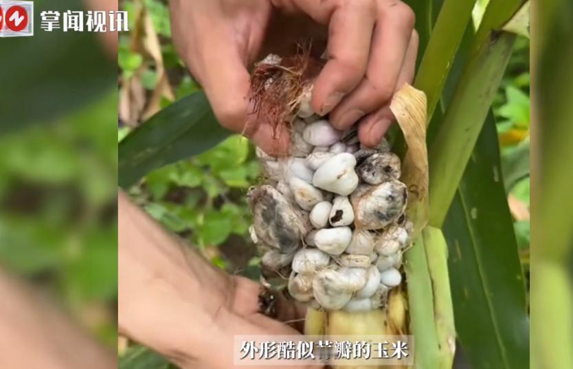 “活久见！”近日，广西，一村民在玉米地里发现了长得像“蒜瓣”的玉米！原本金黄的玉