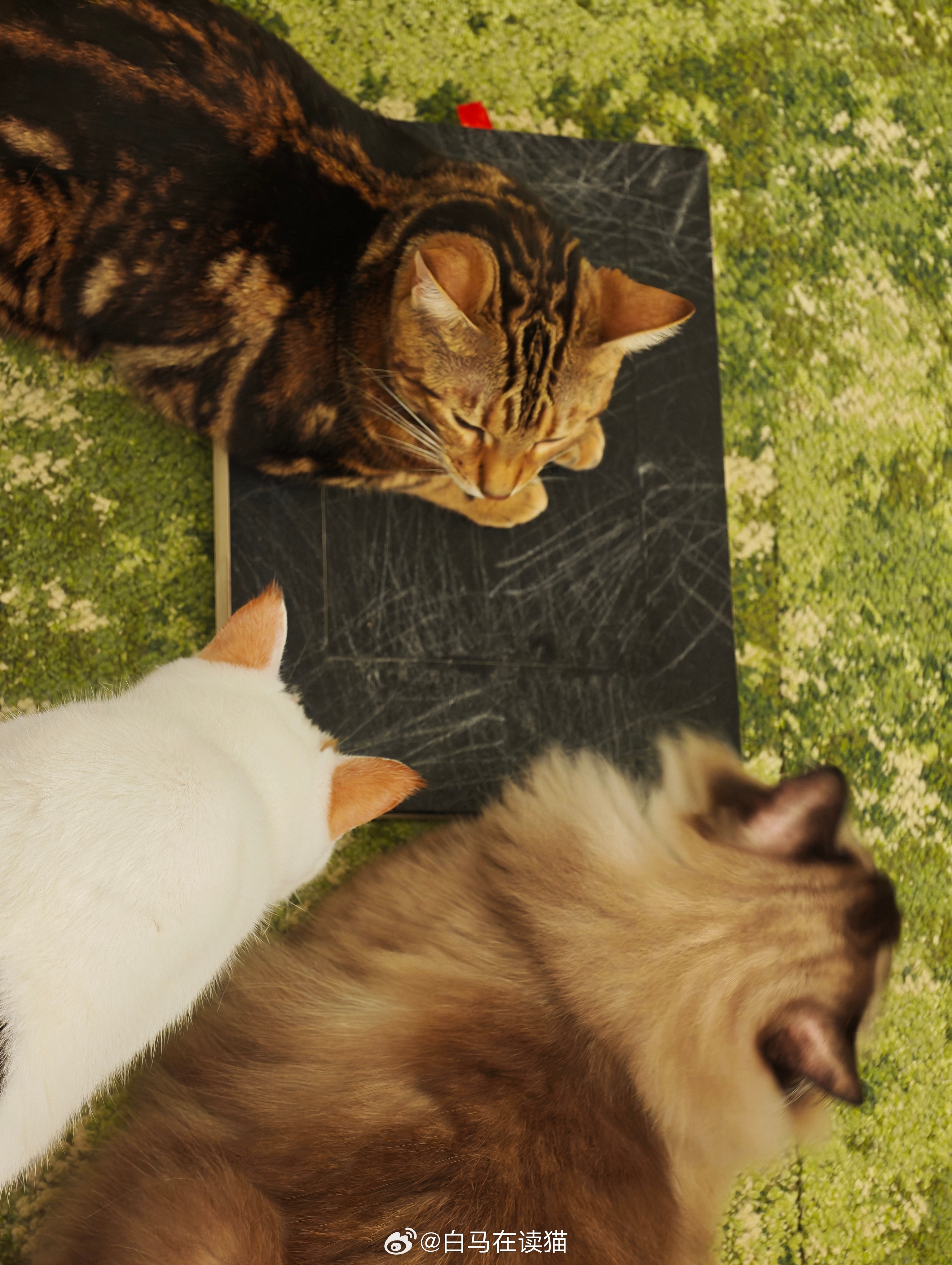 给小猫咪们的会议室里买了张开会桌实在是太可爱了！ 