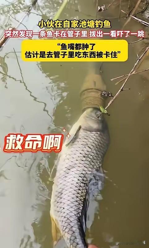 意外的惊喜！”贵州铜仁，一男子钓鱼时，忽然听到岸边有拍打水面的声音，他循着声音找