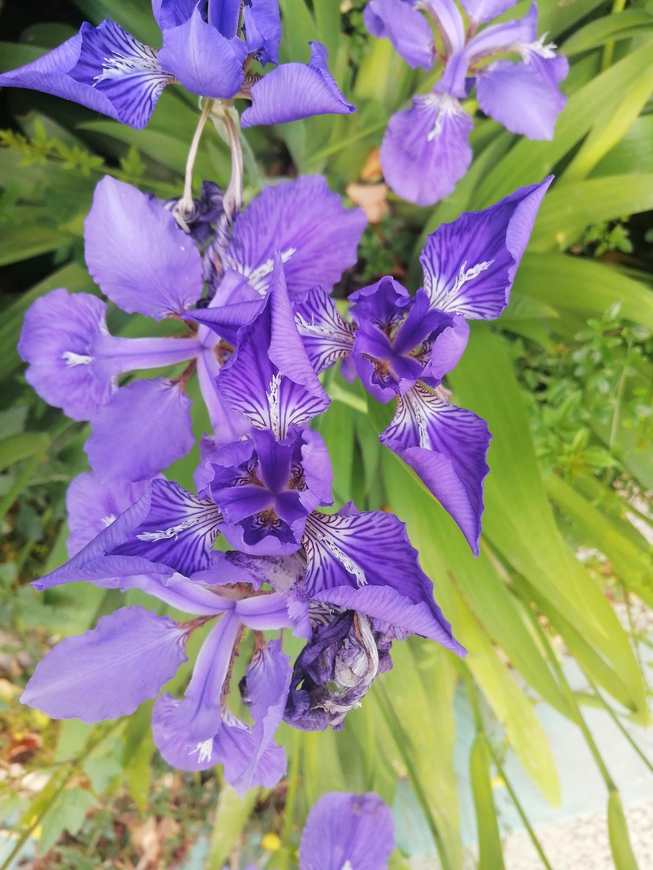 鸢尾花
