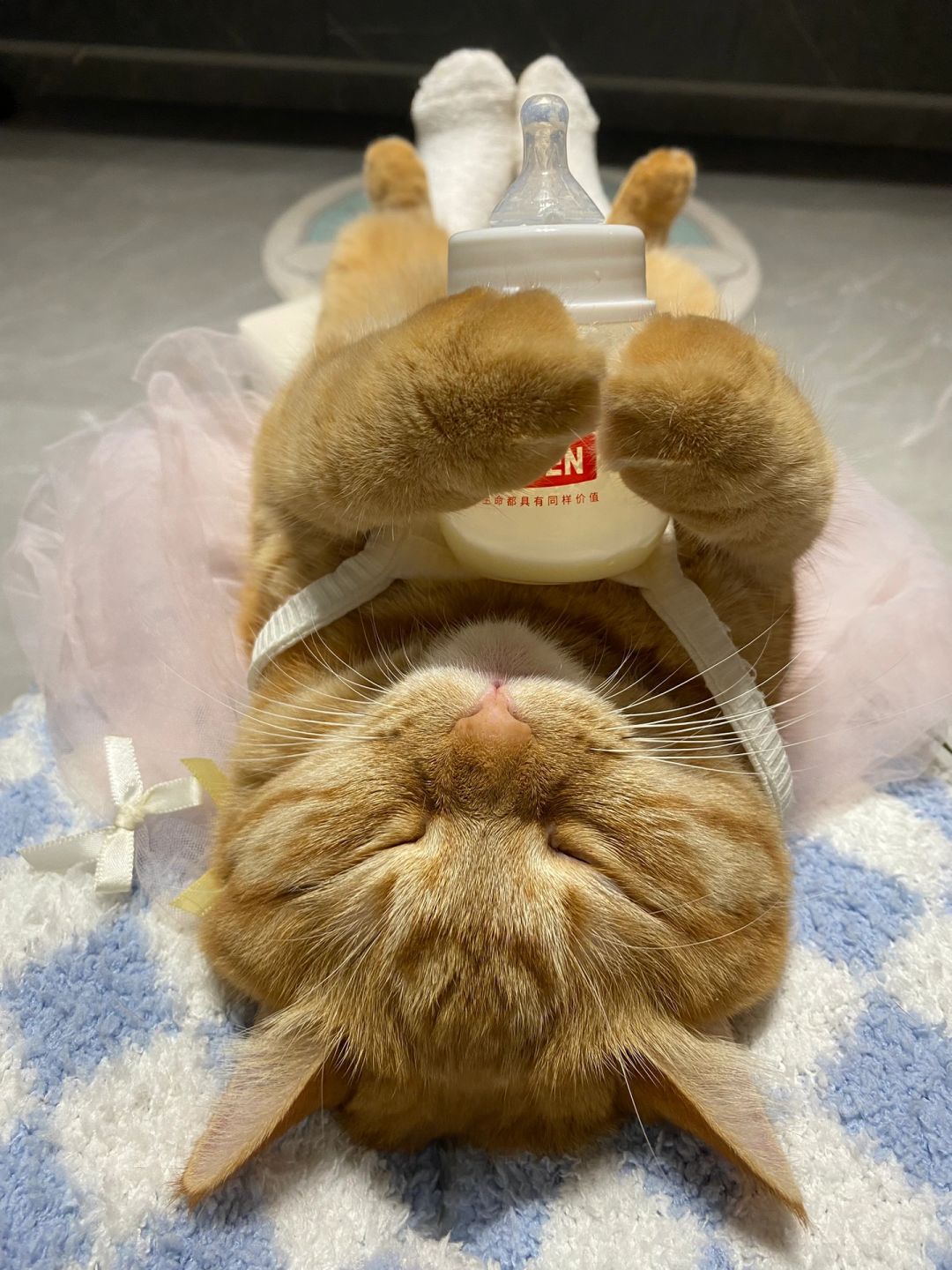 看什么～没看过小猫喝奶奶🍼么？