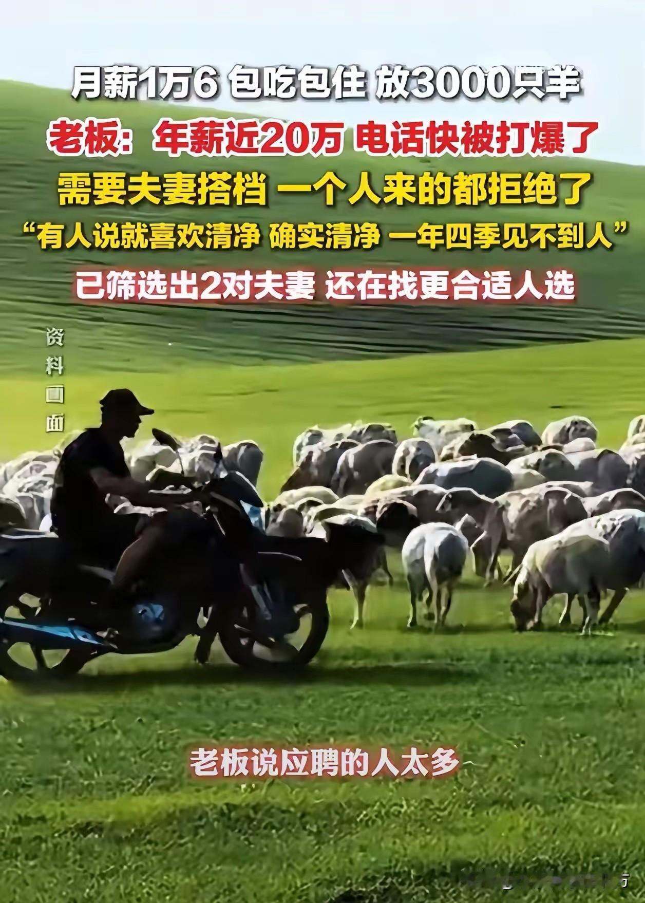 月薪1.6万放羊后续：已经筛选出2对夫妻！最近内蒙古锡林浩特月薪1.6万招放羊的