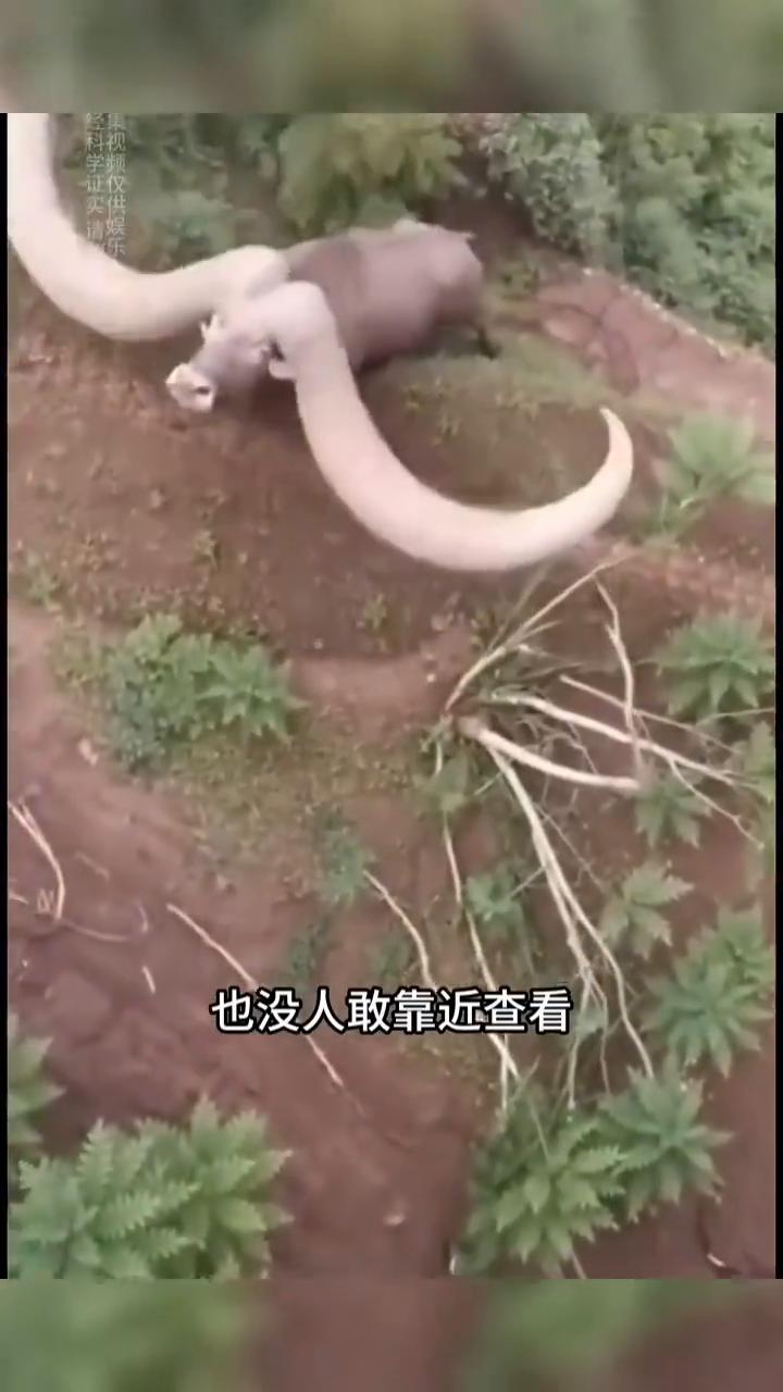 世界上真的有未知生物吗？这些画面你可能从未见过。
深山里的这条土路，无人机拍到了