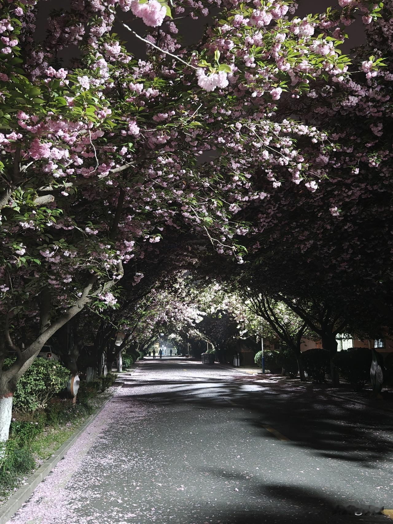同学昨晚拍的樱花大道，另一种美，很收敛，很内秀，但不失质感！