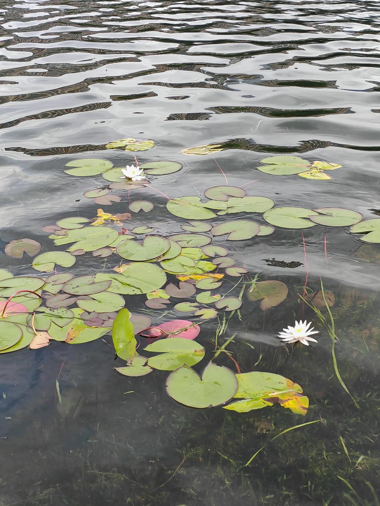 睡莲逐水舒芳姿
暗香浮动醉晚风。
