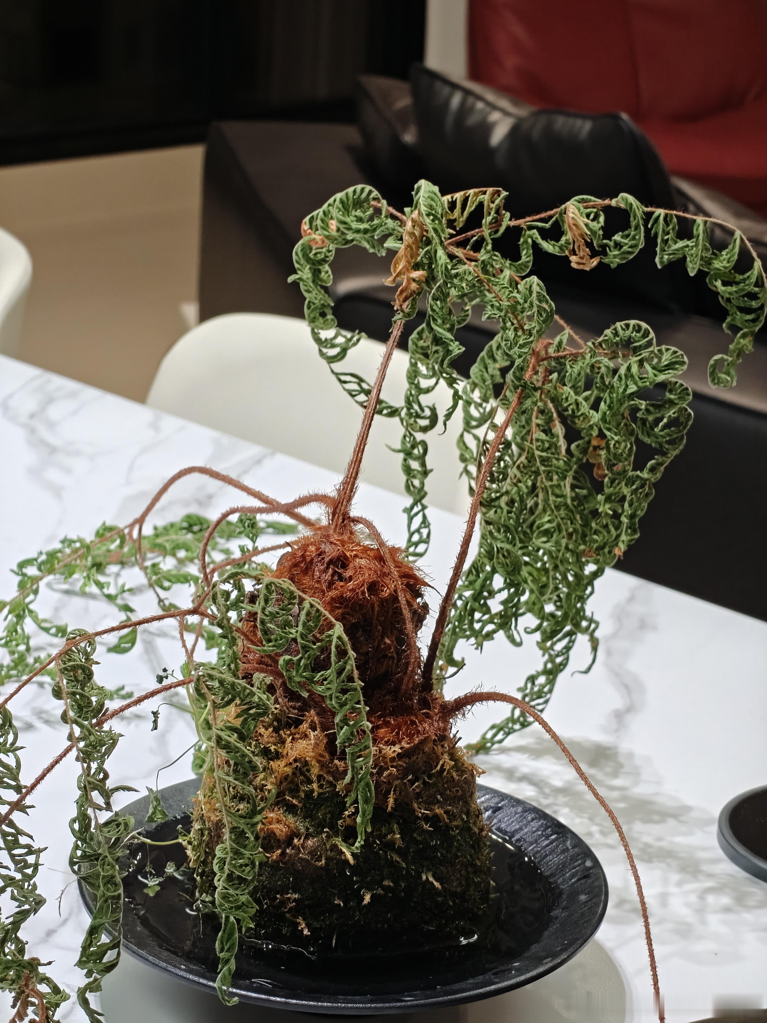 天气太热，几天没来新屋，这盆蕨萎成这样了，还能救吗
