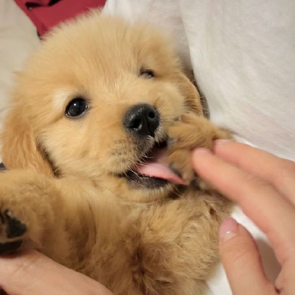 小金毛是笨蛋小狗🐾 ​​​
