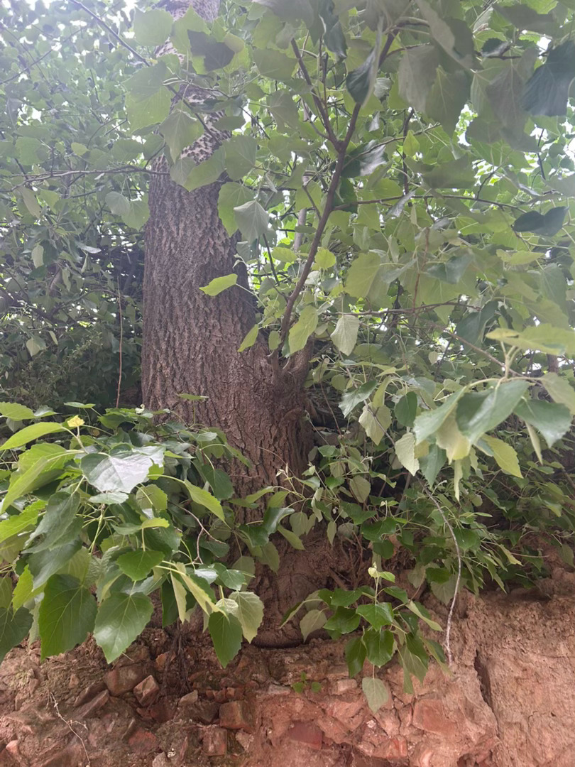 生命的力量向下扎根为的是永远屹立不动 