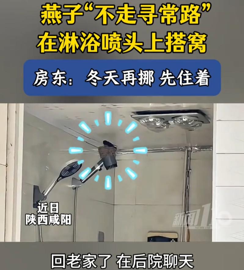 陕西咸阳，男子回了趟老家。一家人难得凑齐，正坐在院子里晒太阳聊天，突然发现燕子来