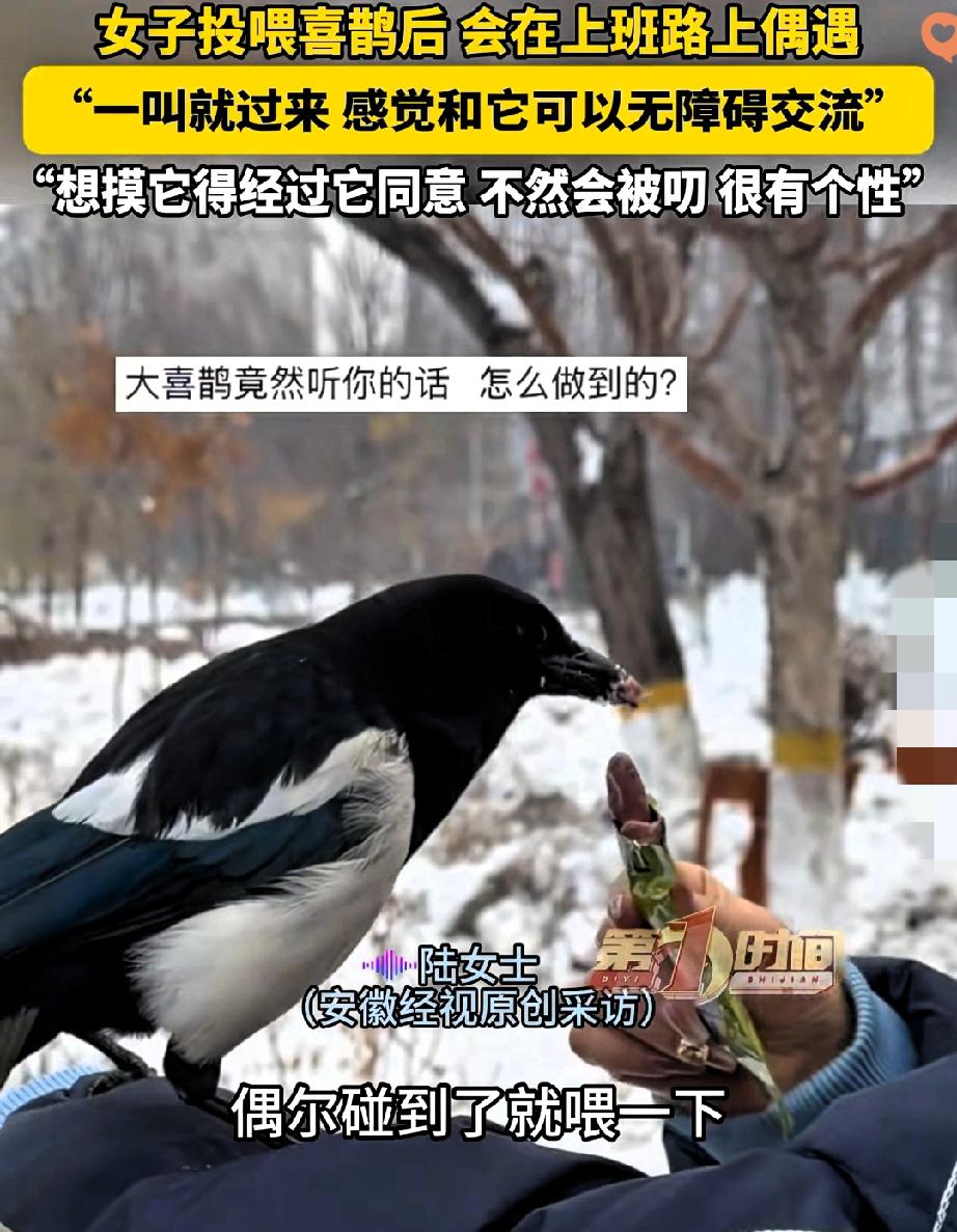 新疆一女子居然收获了一只超有原则的“鸟搭子”！

投喂单位附近的喜鹊久了，这小家