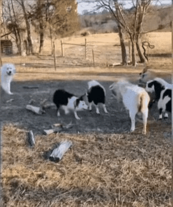 边牧首秀牧羊就遇挑战！几只山羊公然不服管教，挑衅这位新“管家”的权威～ 没想到边